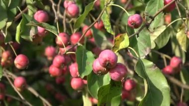 Rüzgarda dalda olgun elma meyveleri