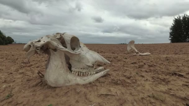Horse Skull Bone Dry Agriculture Field Time Lapse — Stock Video