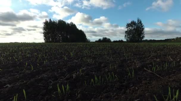 Wietrzny Jesienny Dzień Kiełki Upraw Polu Uprawnym Upływ Czasu — Wideo stockowe