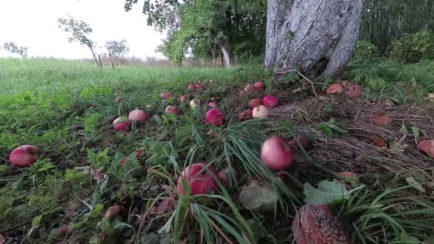 Pommes Tombant Vieux Pommier Ralenti — Video