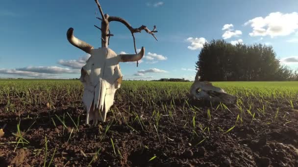 Tarım Alanındaki Inek Kafatasları Zaman Aşımı — Stok video