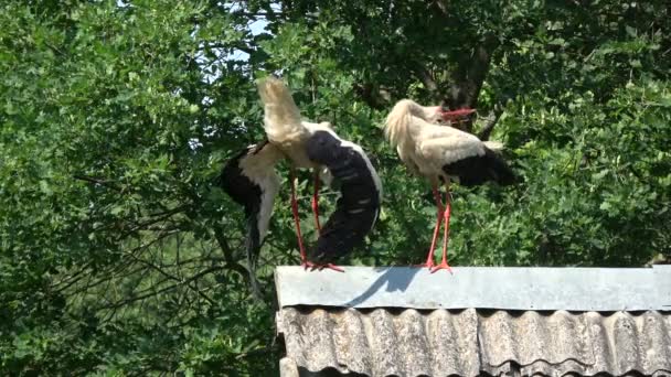 Par Cigüeñas Blancas Ciconia Ciconia Parloteo Chirriando Techo Viejo — Vídeos de Stock