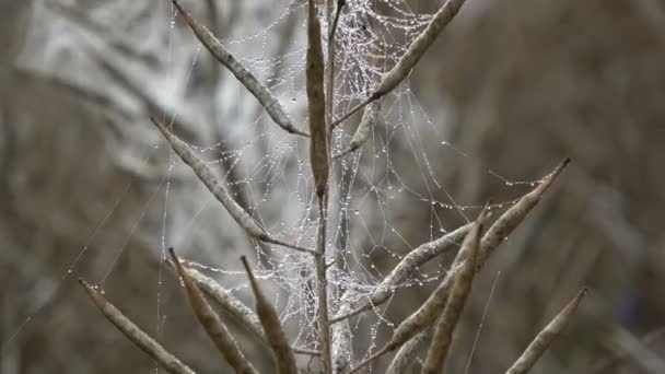 Ripe Rapeseed Field Misty Morning Many Dewy Spider Webs Pods — Stock Video