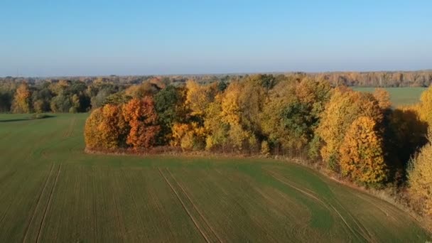 Otoño Oro Arboledas Campos Cultivo Vista Aérea — Vídeos de Stock