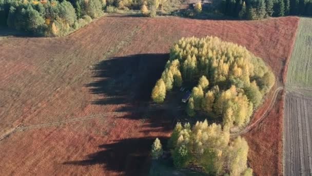 Krásný Podzim Zralý Hnědé Slunné Pohankové Pole Stromy Háje Letecký — Stock video