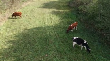 İnek grup otlakta, havadan görünümü