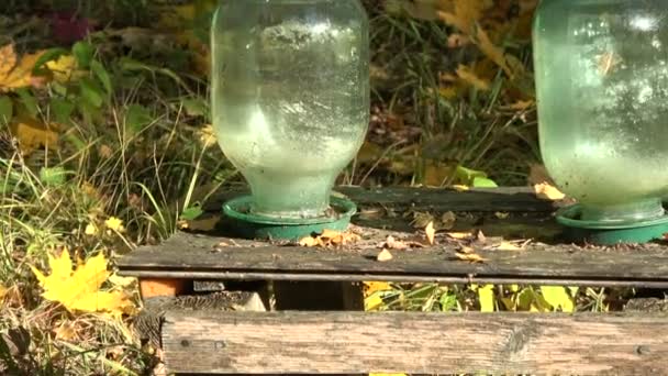 Kolorowa Grupa Uli Jesiennym Gaju Brzozowym Dwa Szklane Garnki Wodą — Wideo stockowe