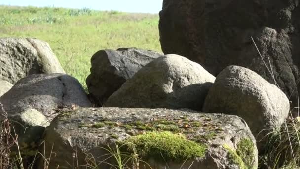 農地には大きな石と秋の時間の木 — ストック動画