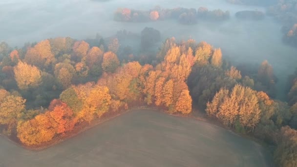 Schöne Herbstlandschaft Mit Morgennebel Luftaufnahme — Stockvideo