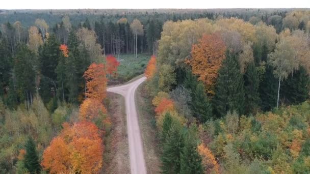 Drone Voler Dessus Forêt Automne Route Gravier Vue Aérienne — Video