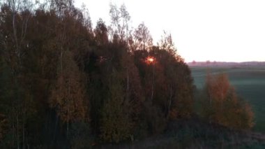 Grove, hava görünümünü sinek sonbahar gündoğumu tarım arazileri, robot