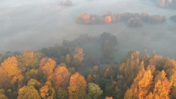 Beau Paysage Automne Doré Tôt Matin Avec Brouillard Vue Aérienne — Video