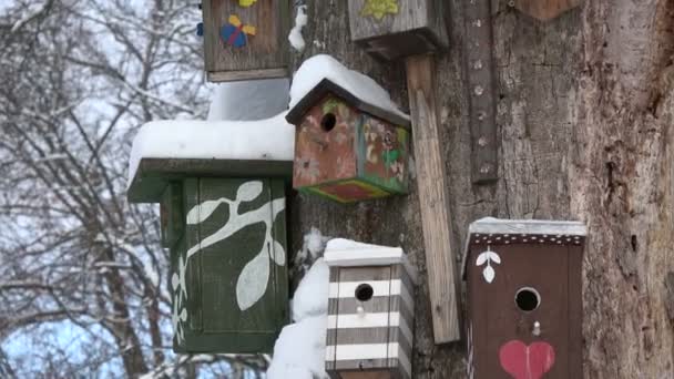 Tronco Árbol Seco Con Muchos Pintados Decorados Mano Caja Anidación — Vídeos de Stock