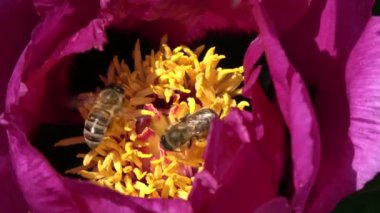 Arılar güzel Şakayık çiçeği bahar üzerinde