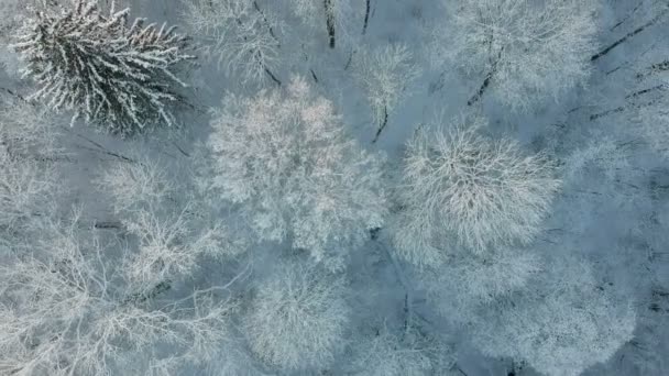Mooie Wild Frosty Besneeuwde Winter Bos Luchtfoto — Stockvideo