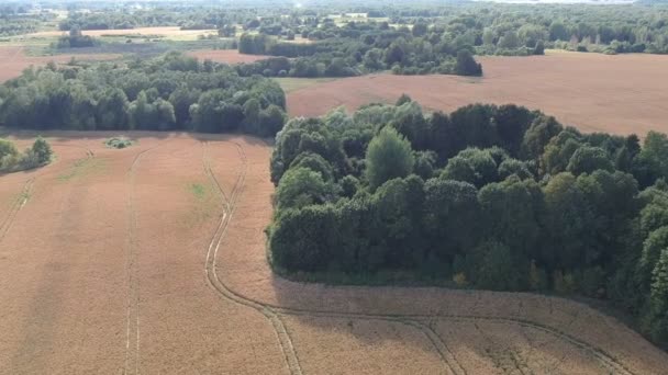 Moget Jordbruksmark Gröda Fält Slutet Sommaren Och Lundar Flygfoto — Stockvideo