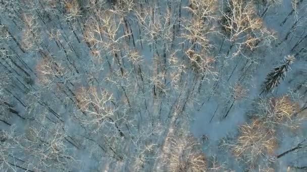 Vackra Snöiga Vinter Vild Skog Flygfoto — Stockvideo