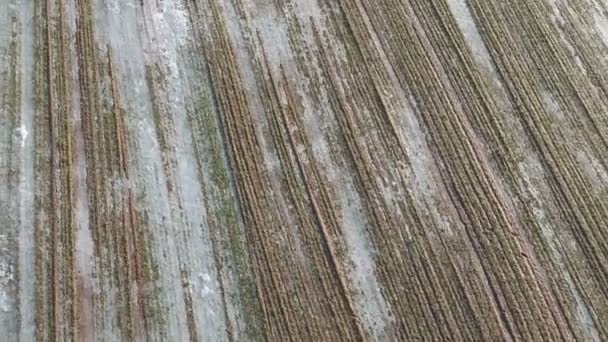 Frozen Ice Wheat Field Wintering Farmland Aerial View — 비디오