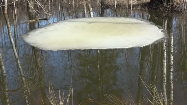 公園内の小さな池に最後の氷と水の洪水 — ストック動画