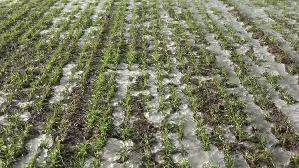 Cultivo Final Invierno Campo Trigo Con Brotes Hielo Industria Agrícola — Vídeos de Stock