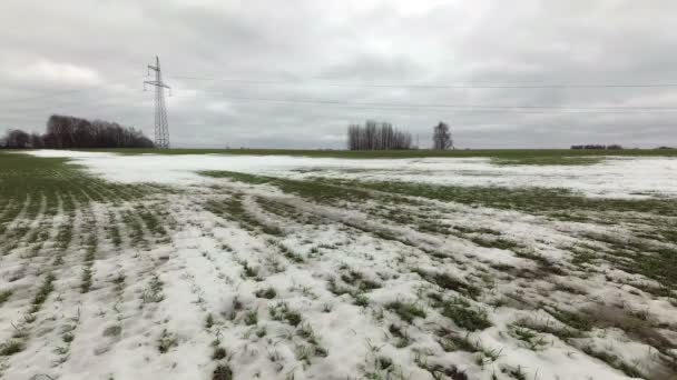 冬の雪の終わり農場のコムギ畑と風の緑の芽 時間の経過 — ストック動画
