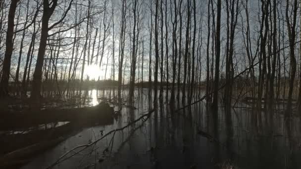 春の日没水の洪水と氷 時間の経過とアスペンの森 — ストック動画