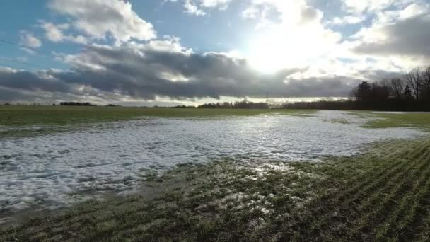 Campo Coltivato Serale Con Germogli Grano Verde Dopo Svernamento Neve — Video Stock