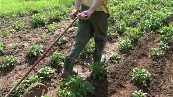 Два Садівники Примітивним Плугом Ростуть Рослинах Картоплі Влітку — стокове відео