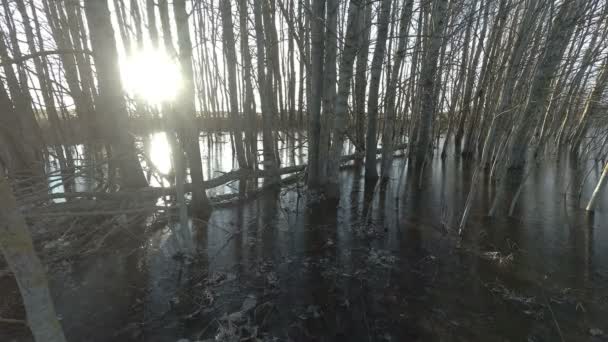 Acqua Inondazione Primavera Congelata Nella Foresta Sole Del Mattino Time — Video Stock