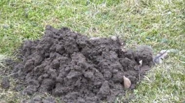 Bahar çim üzerinde birçok paniğinin