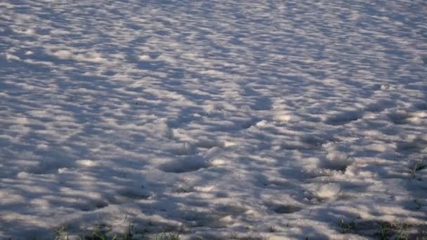 Pole Uprawne Zielonymi Kiełkami Pszenicy Zimie Ostatnim Śniegu — Wideo stockowe