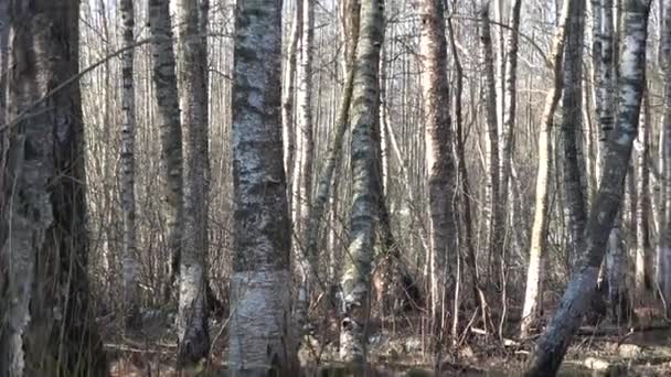 Bataklık Bahar Huş Ormanı Birikintisi — Stok video