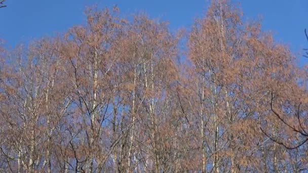 Los Alisos Europeos Atrapados Viento Primaveral Naturaleza Video Fondo — Vídeos de Stock