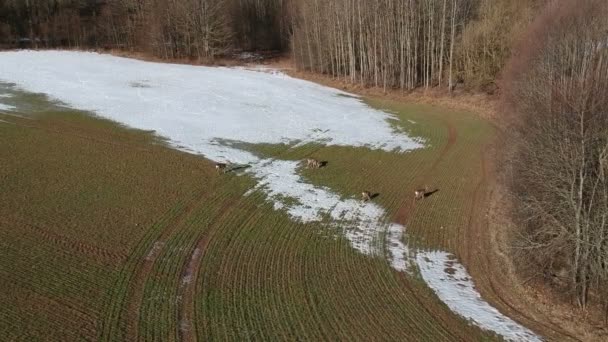 Grupo Corzos Campo Cultivo Con Últimos Brotes Nieve Trigo Vista — Vídeo de stock