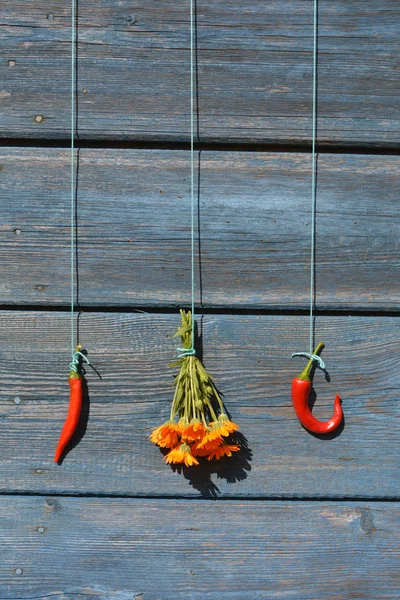 Two red hot chili peppers and marigold calendula bunch on old wall — Stock Photo, Image