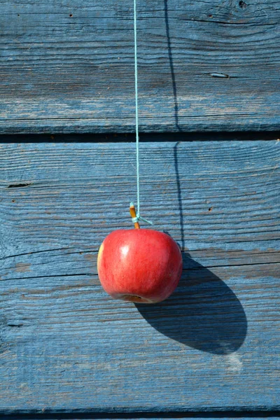 Hanging red apple on old wooden barn wall — Stock Photo, Image