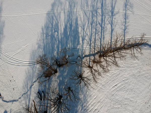 Vista aérea de sombras de árvores sem folhas em inverno — Fotografia de Stock