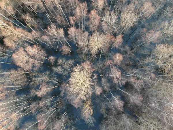 春の森の洪水、空中眺め — ストック写真