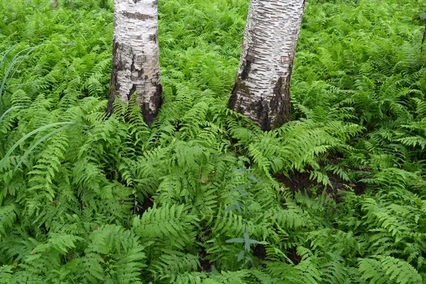 Hermosa plantación de helechos verdes en el bosque de abedules —  Fotos de Stock