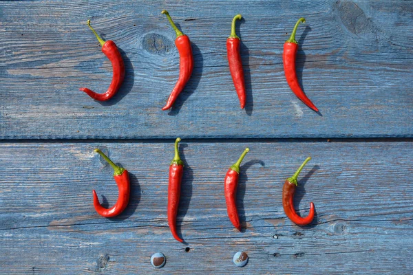 Closeup pods hot chili pepper on blue wooden garden table — Stock Photo, Image