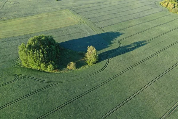 Luftaufnahme der großen grünen Wiese im Frühling — Stockfoto