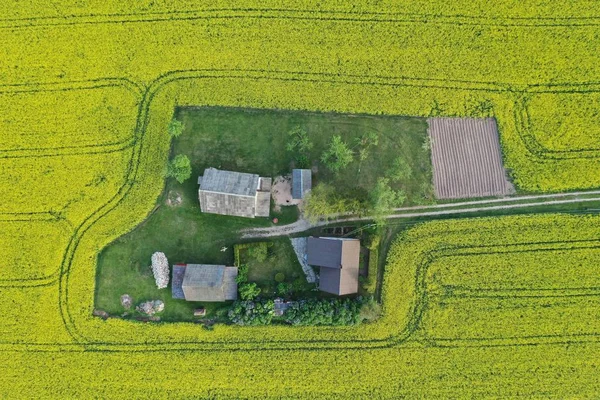 Casa en el campo de colza de primavera amarilla, vista aérea — Foto de Stock