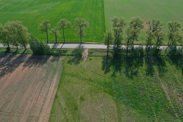 Landstraße mit alter Baumallee im Naturpark, Luftaufnahme — Stockfoto