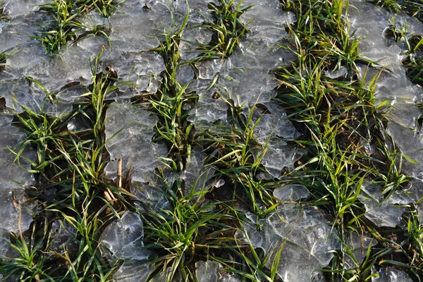 Winter crops wheat sprouts in spring time ice — Stock Photo, Image