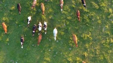 Yeşil yaz çayırlarında birçok inek, hava manzarası