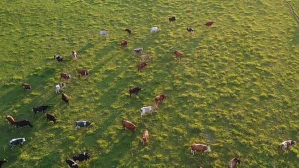 Große Rinderherde Auf Grüner Sommerwiese Luftaufnahme — Stockvideo