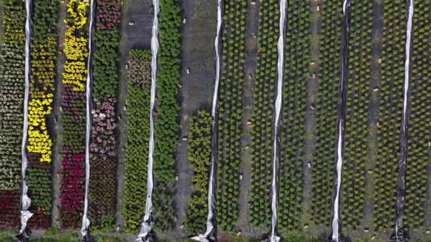 Dron Vzlétnout Nad Květiny Rostliny Školky Záhony Skleník Farmě Letecký — Stock video