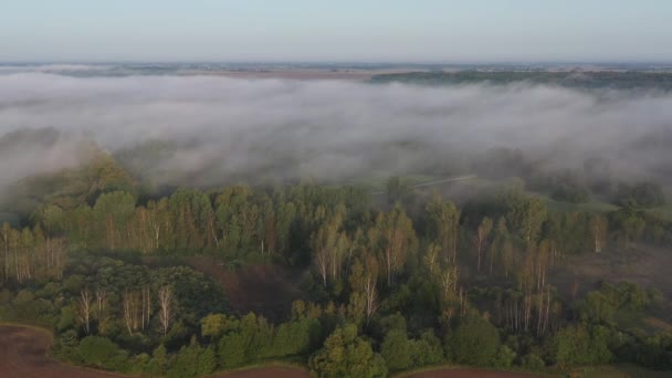 Brume Qui Coule Dessus Paysage Matinal Avec Forêt Route Vue — Video