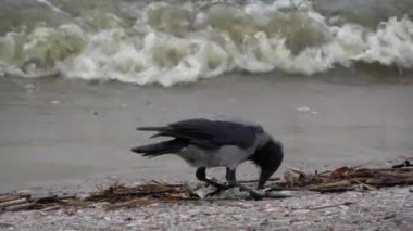 Kapüşonlu gri karga Corvus Cornix deniz kıyısında ölü balık topluyor.
