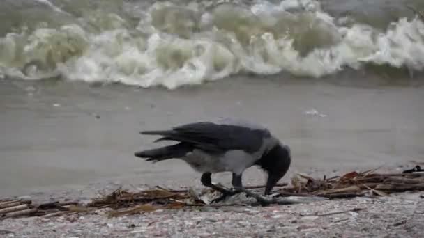 Κρυμμένο Γκρι Κοράκι Corvus Cornix Μαζεύοντας Νεκρά Ψάρια Στις Ακτές — Αρχείο Βίντεο